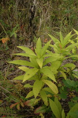 Veronicastrum sibiricum