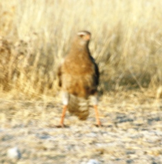 Melierax canorus argentior