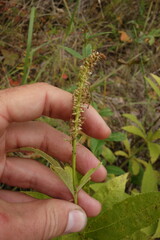 Veronicastrum sibiricum