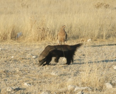 Melierax canorus argentior