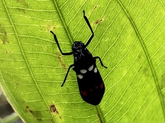 Callitettix versicolor