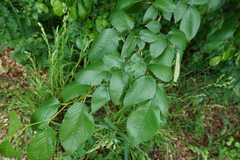 Ulmus