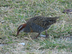 Gallirallus philippensis