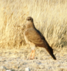 Melierax canorus argentior