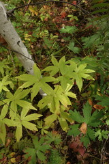 Anemonastrum dichotomum