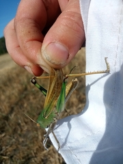 Locusta migratoria