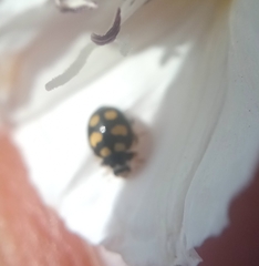 Coccinula quatuordecimpustulata