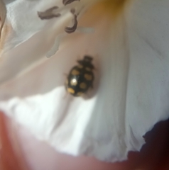 Coccinula quatuordecimpustulata