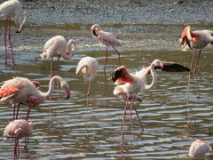 Phoenicopterus roseus