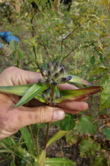 Gentiana macrophylla