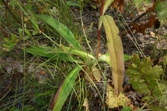 Gentiana macrophylla