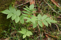 Sambucus gaudichaudiana