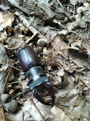 Lucanus cervus