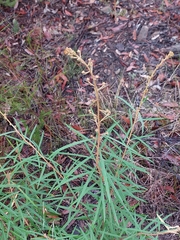 Astrotricha longifolia