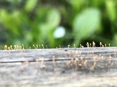 Nectria pseudotrichia