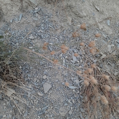 Centaurea salonitana