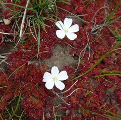 Drosera aberrans