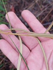 Astrotricha longifolia