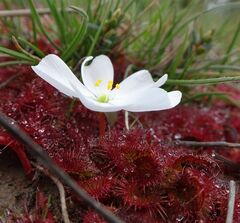 Drosera aberrans