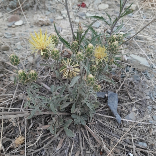 Image of Centaurea salonitana by (c) Виктория Билоус, some rights reserved (CC BY)