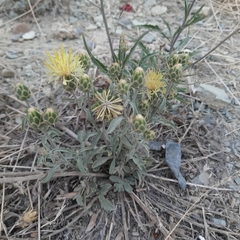 Centaurea salonitana