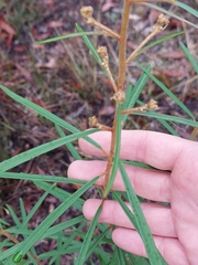 Astrotricha longifolia