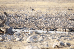 Streptopelia capicola damarensis