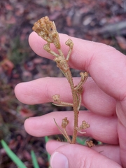 Astrotricha longifolia