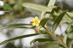 Pittosporum bicolor