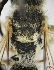 Halictus fulvipes