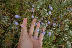 Adenophora stenanthina