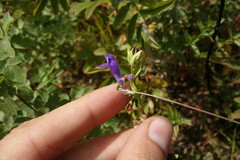 Scutellaria