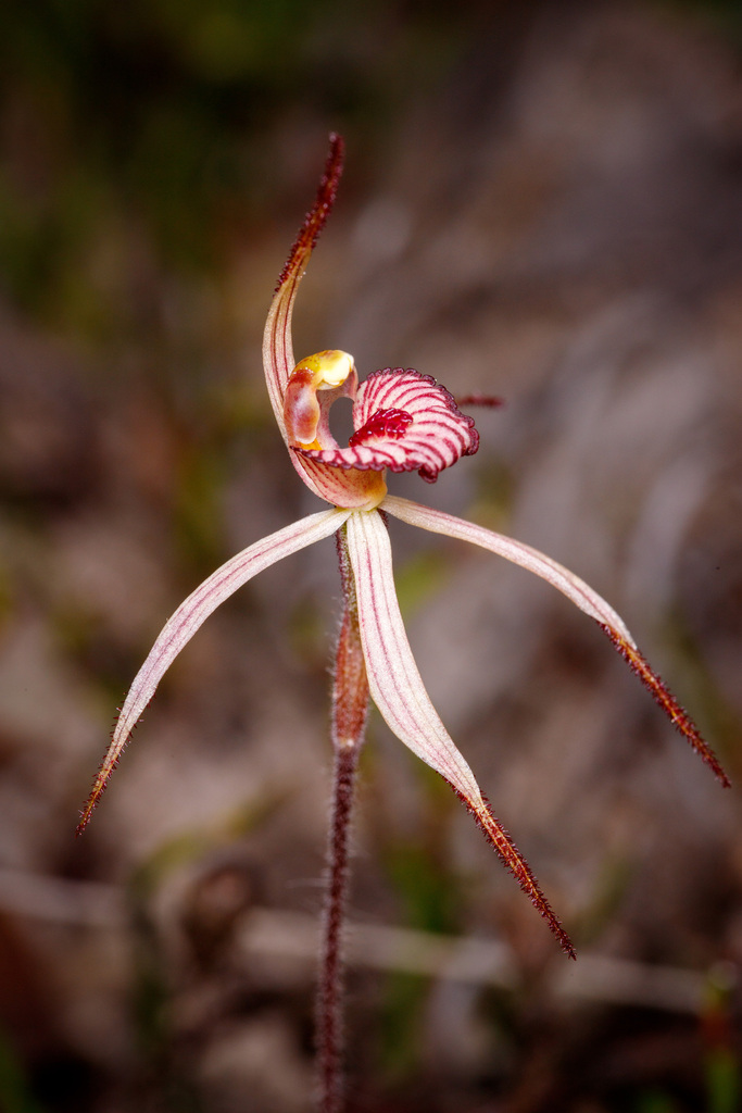 Caladenia × ericksoniae