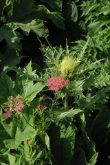 Chaerophyllum roseum