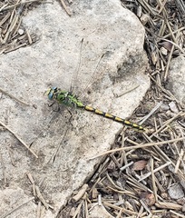 Ophiogomphus severus