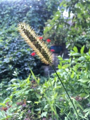Setaria