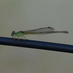 Ceriagrion coromandelianum