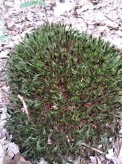 Polytrichum formosum