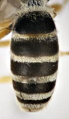 Halictus fulvipes