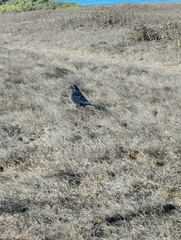 Corvus