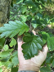 Scandosorbus intermedia
