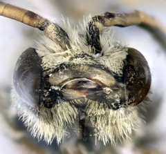 Halictus fulvipes