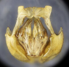 Halictus fulvipes