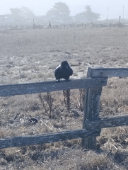 Corvus