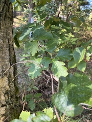 Scandosorbus intermedia