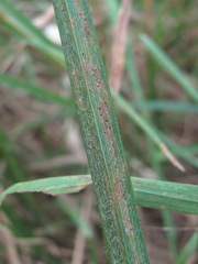 Puccinia
