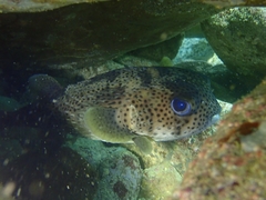 Diodon hystrix