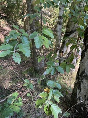 Scandosorbus intermedia