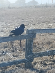 Corvus