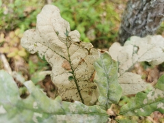 Erysiphe alphitoides